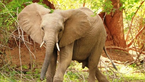 ​Elefant im Nationalpark