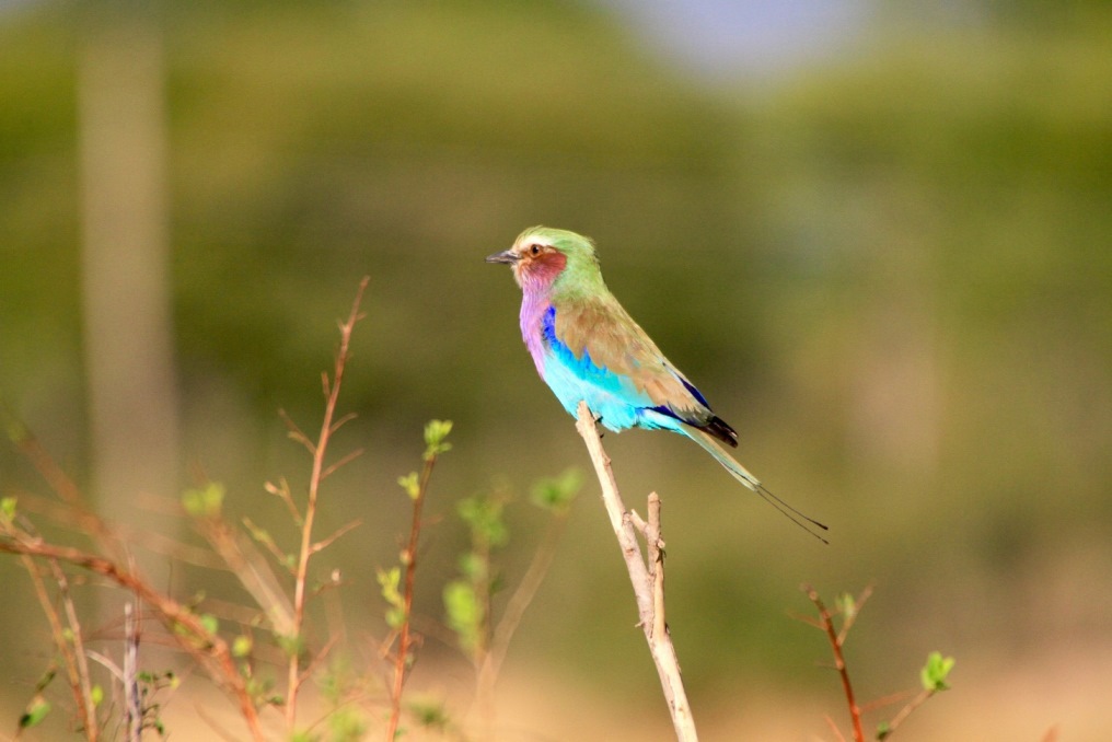 Gabelracke Vogel  in Malawi