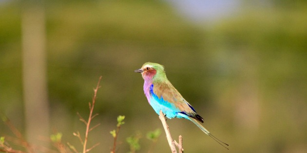 Gabelracke Vogel  in Malawi