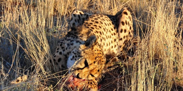 Gepard im Etosha Nationalpark