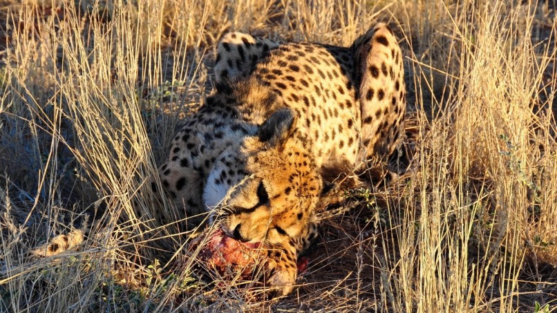 Gepard im Etosha Nationalpark