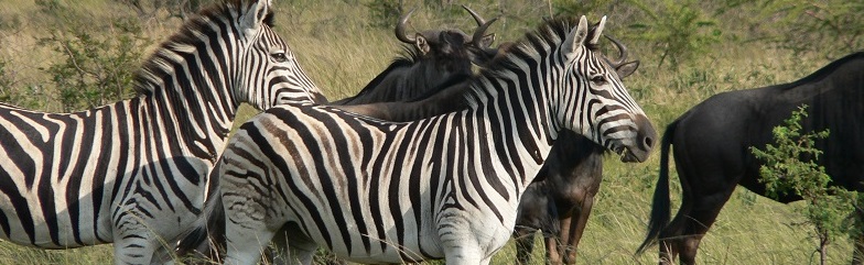 Zebras in Afrika