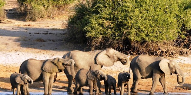 ​Elefantenherde am Fluss Chobe