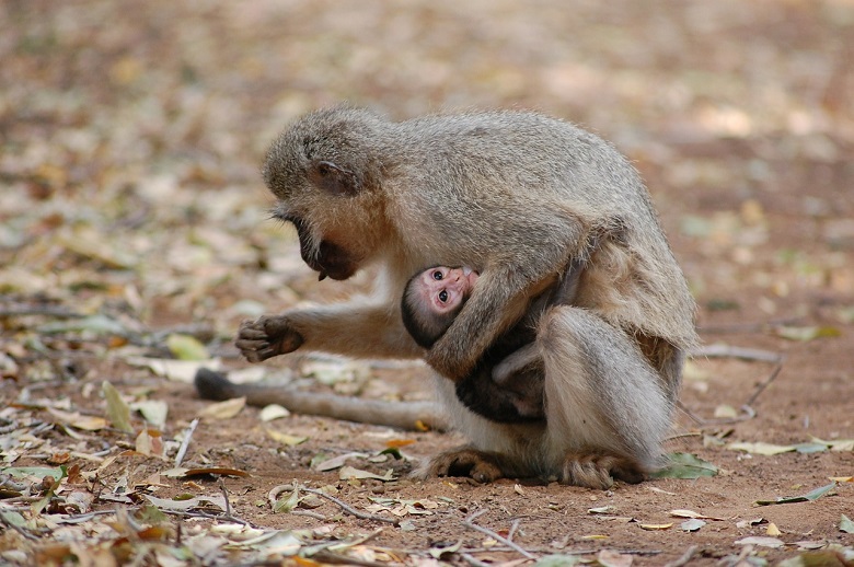 westliche Grünmeerkatze in Afrika mit Baby