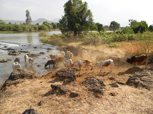 ​Nilufer in Äthiopien Afrika