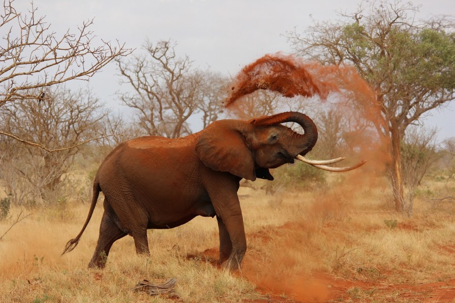 ​Elefant in Kenia