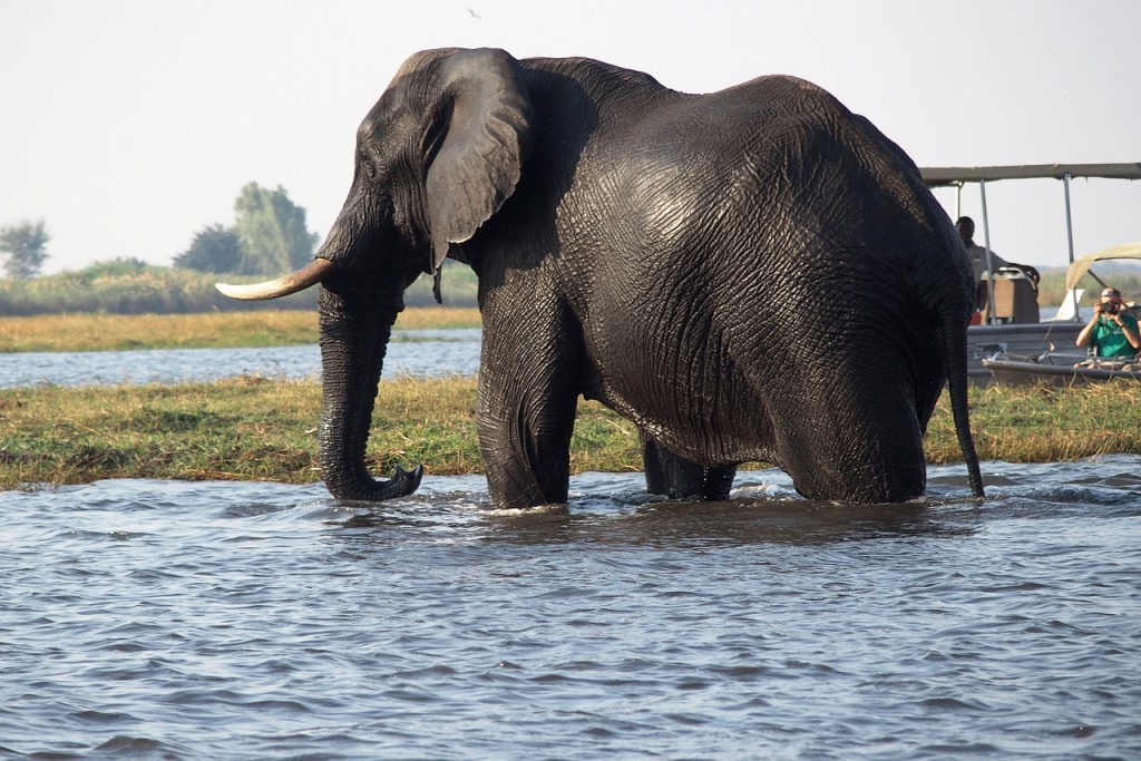 ​Elefant im Fluss Chobe