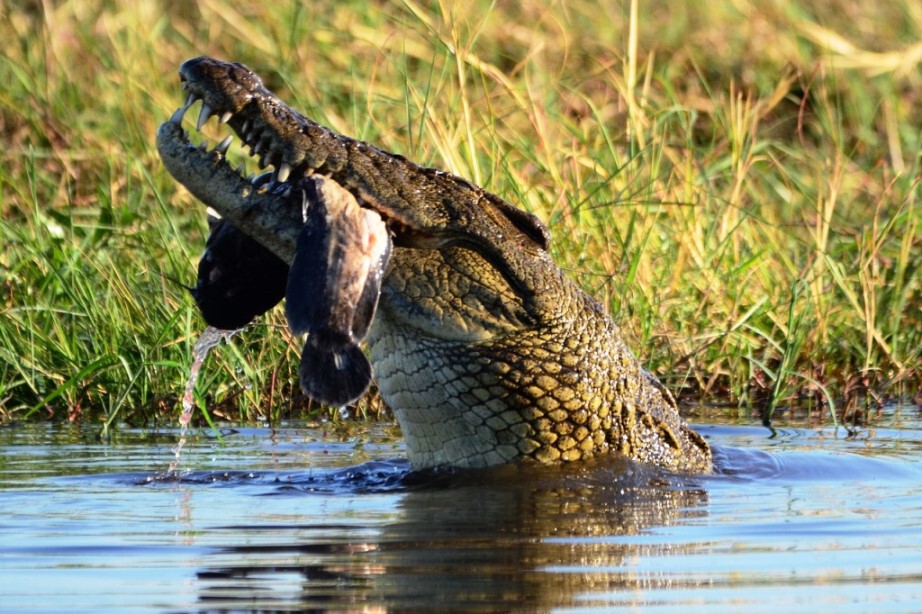 fressendes Krokodil im Fluss Chobe