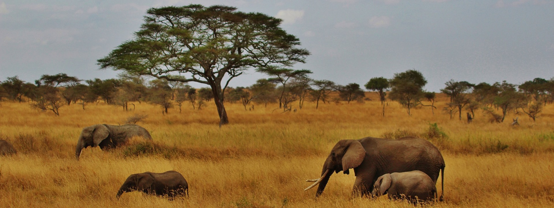 Tansania Elefanten Bäume
