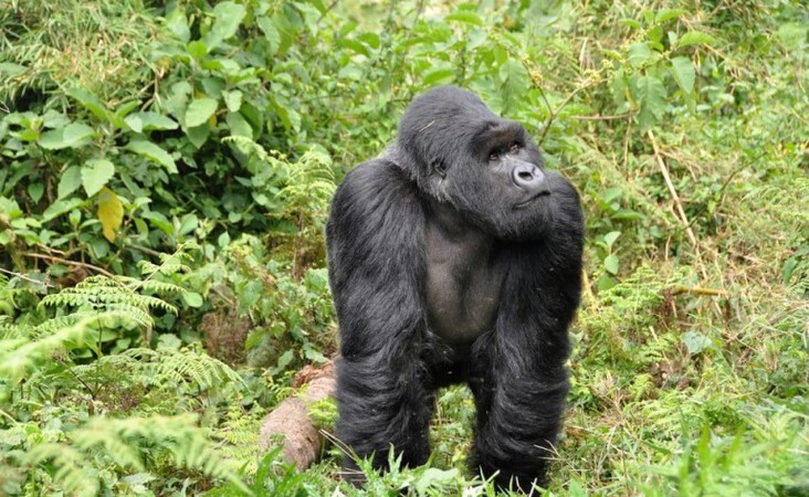 Gorilla im Nationalpark