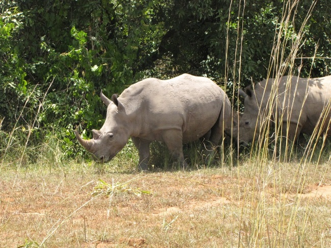 wiesses Nashorn in Südafrika