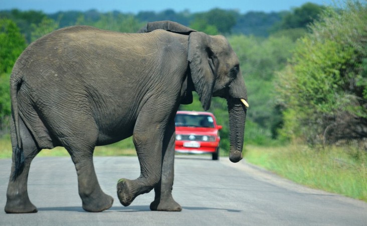 ​Elefant im Krüger Nationalpark