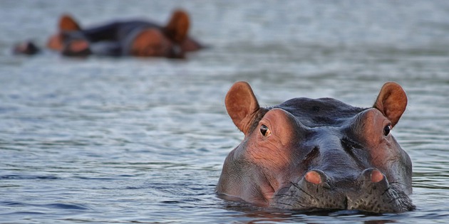 ​Nilpferd im Krüger Nationalpark