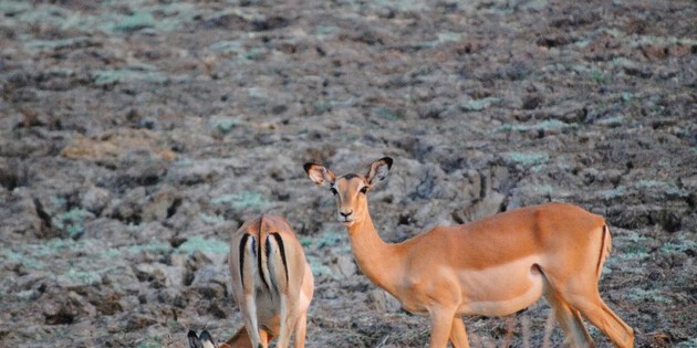 Impalapärchen in Afrika