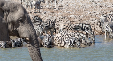 Etosha Nationalpark, badende Elefanten und Zebras 