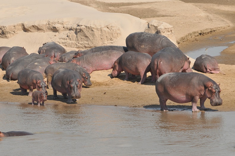 badende Nilpferde in Afrika