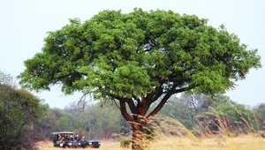 ​Safari durch den Krüger Nationalpark