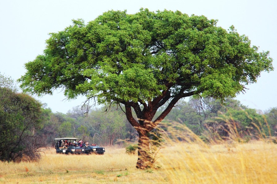 ​Safari durch den Krüger Nationalpark