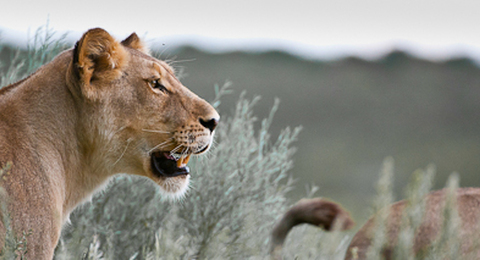 Löwe im Chobe Nationalpark