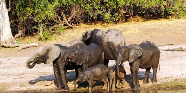 ​Elefantenfamilie am Ufer des Chobe