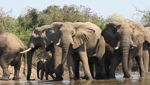 badende Elefanten in Zambesi