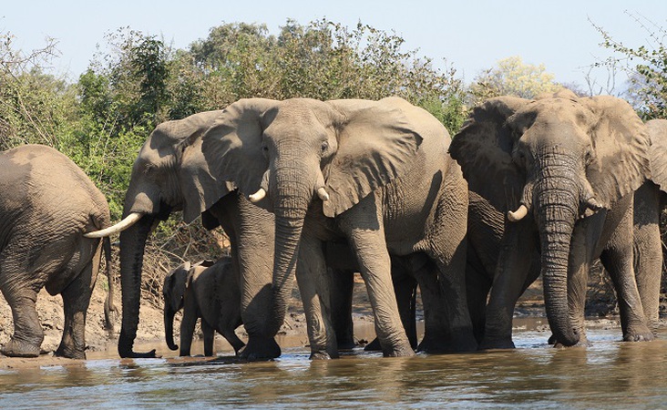 badende Elefanten in Zambesi