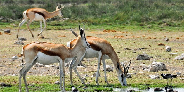 ​Springböcke Gazellen im Etosha Nationalpark