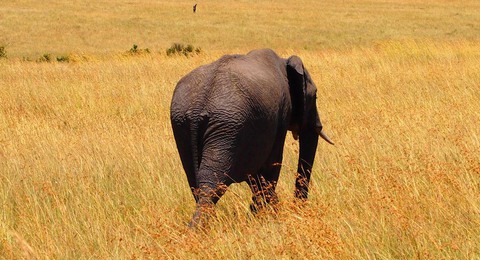 Elefant in Kenia auf Safari