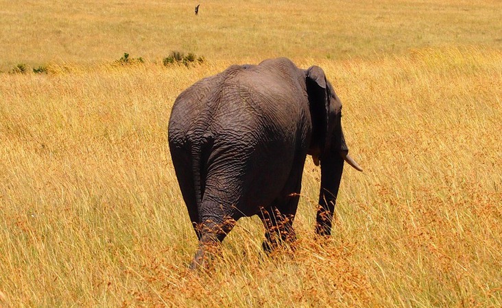 Elefant in Kenia auf Safari