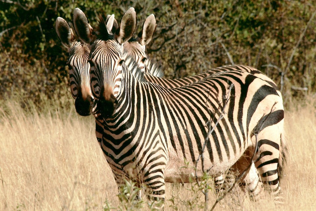 zebras im Nationalpark