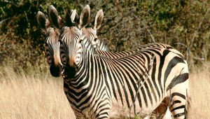 zebras im Nationalpark