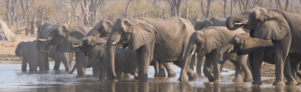 Elefanten badend im Fluss