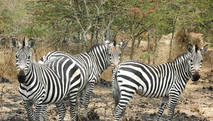 Zebras bei Safari in Afrika