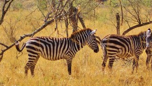 ​Zebras im Serengeti Nationalpark
