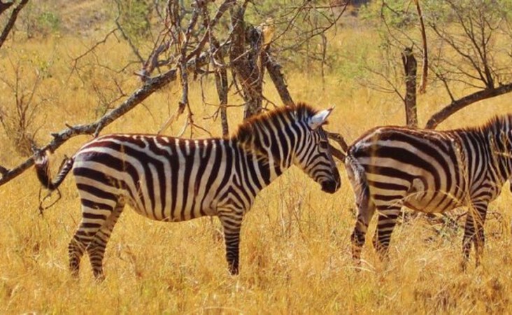 ​Zebras im Serengeti Nationalpark
