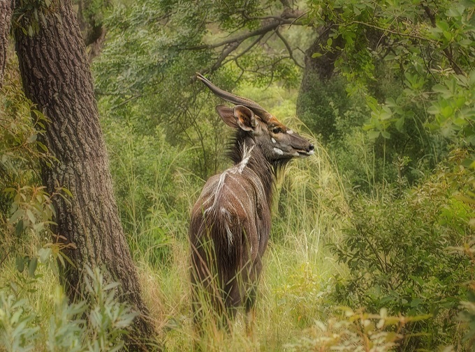 Riesen-Elenantilope in Afrika