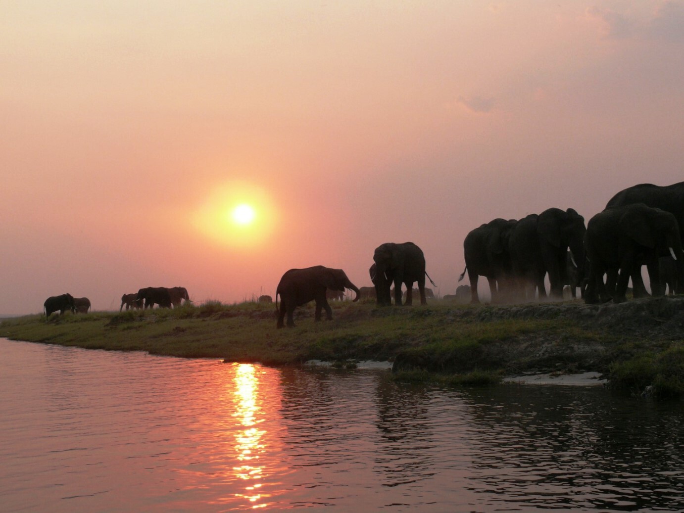 Sonnenuntergang am Chobe River Elefanten 