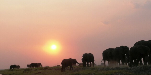 Sonnenuntergang am Chobe River Elefanten 