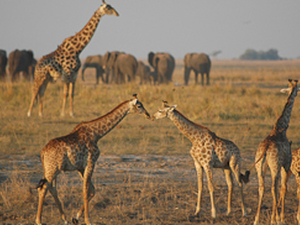 Giraffen im Chobe Nationalpark