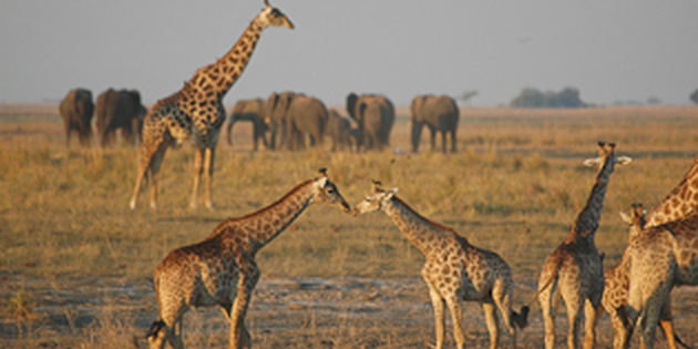 Giraffen im Chobe Nationalpark