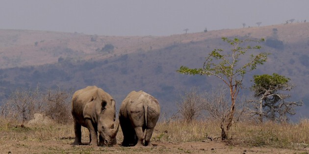 Nashörner im Krüger Nationalpark