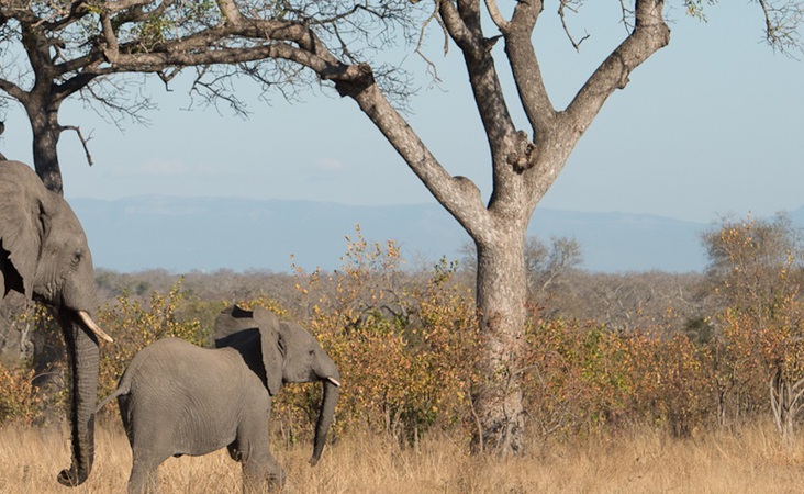 Elefant unterm Baum 