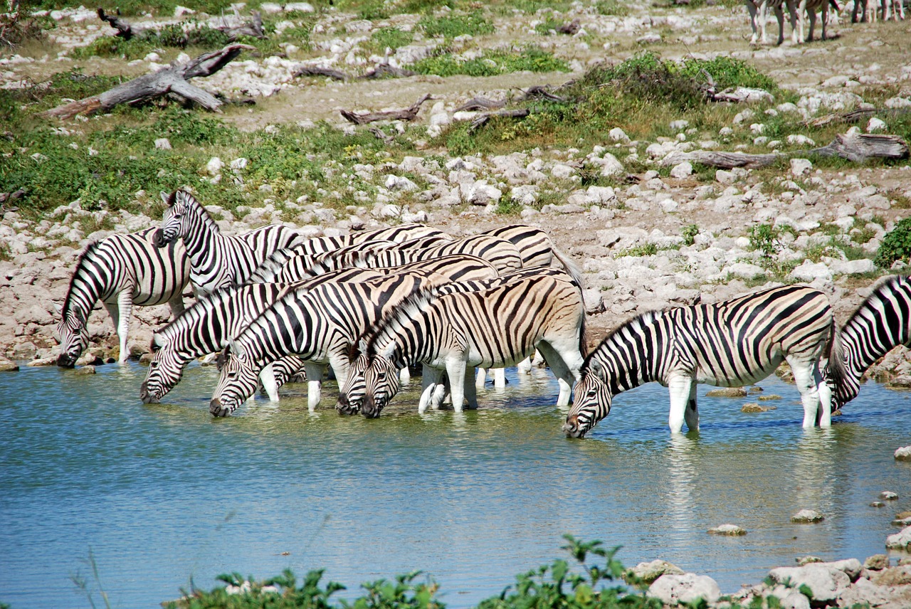 Zebras im Etoshapark am Wasserloch