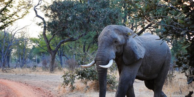 Safari Sichtung Elefant