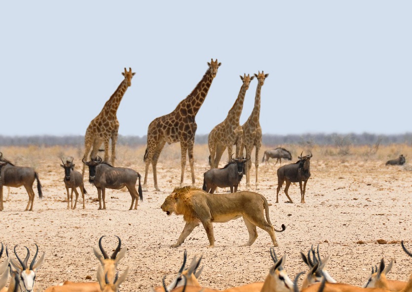 Giraffen-Löwe-Oryx