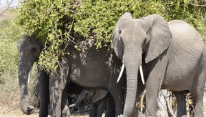 ​Elefantenfamilie im Chobe Nationalpark