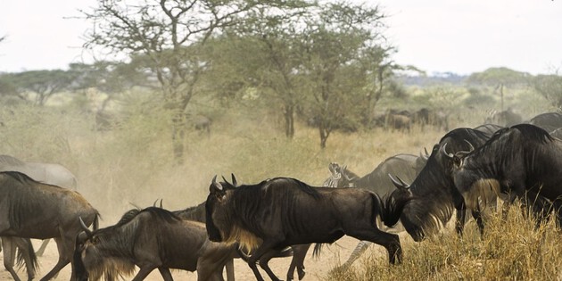 ​Büffelherde im Serengeti Nationalpark