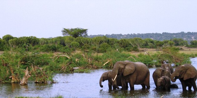 Elefantenherde bei einem Wasserloch