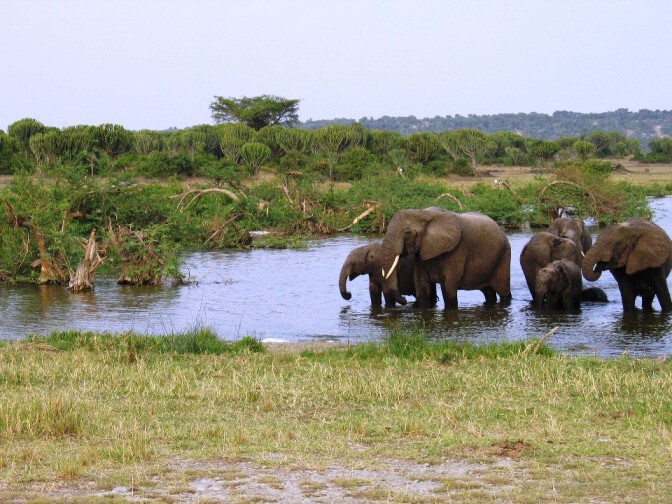 Elefantenherde bei einem Wasserloch