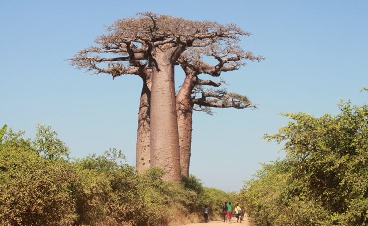 großer Baobab Baum Madagaskar